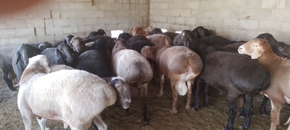 Бокилган кучкорлар .илтимос бекорчилар безовта килмасин.
