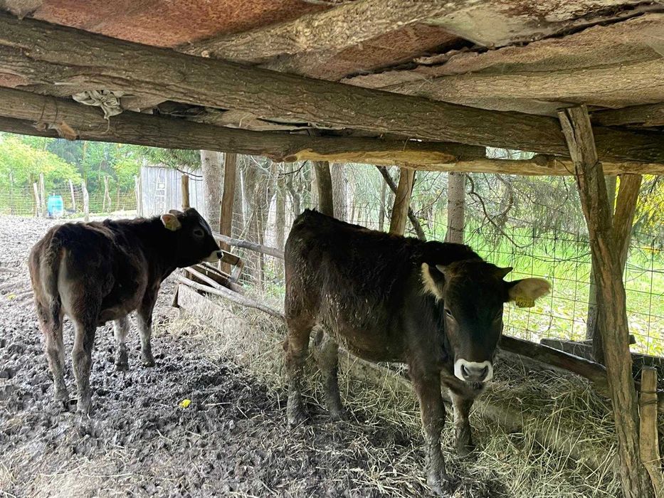 Vănd viței de diferite categorii de greutate