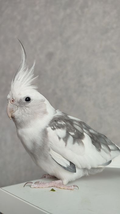 Продам  самца  кореллы
