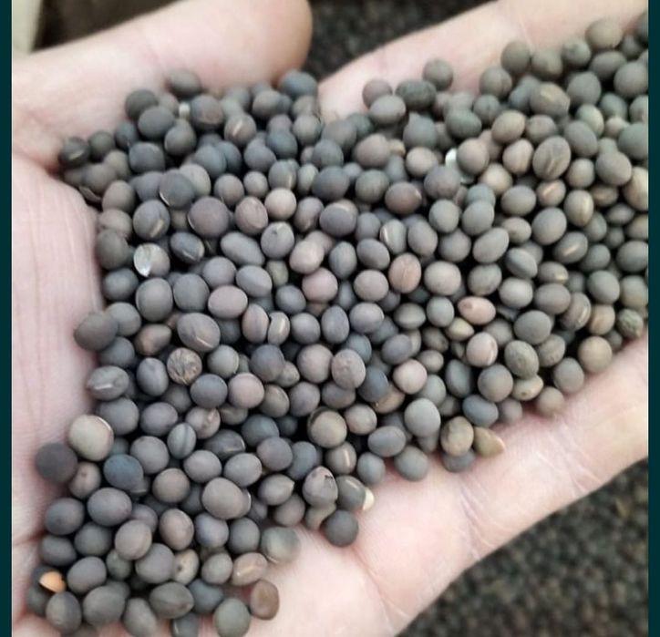 Sămânță Mazariche de toamna pt Borceag