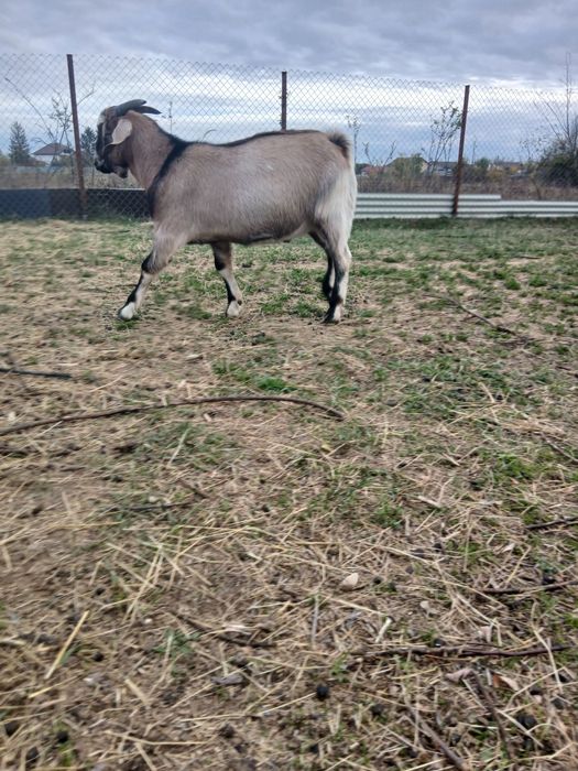 Vind tap de prasila.