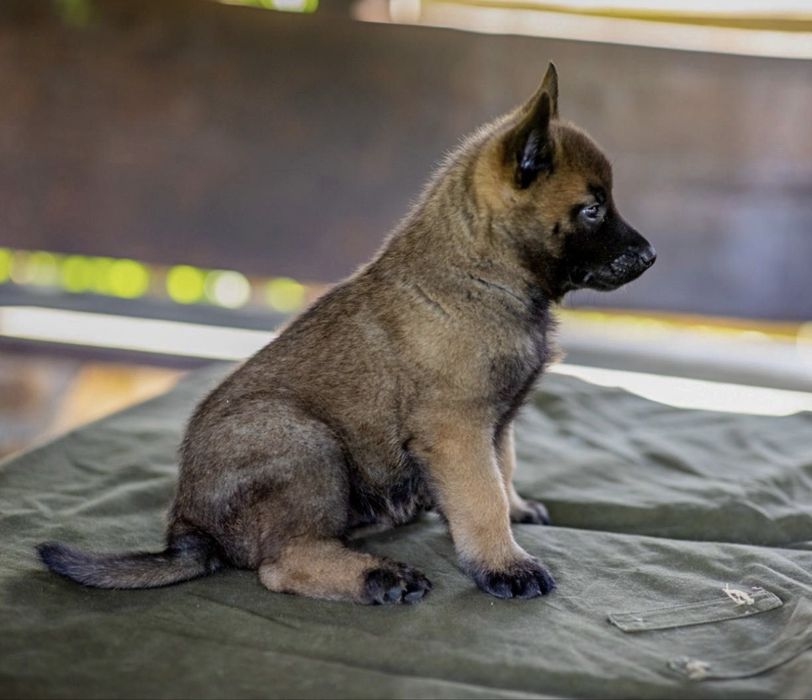 Pui de Ciobanesc Belgian Malinois