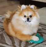 Pomeranian fetita