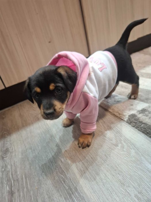 Подарявам малко кученце