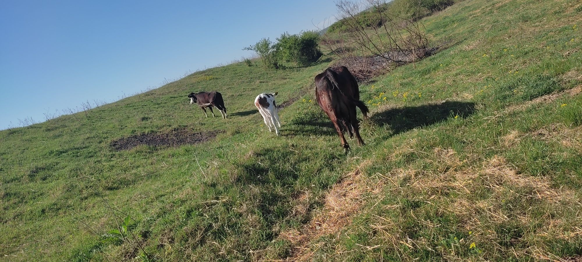 Vând vaca cu vițel și o junică