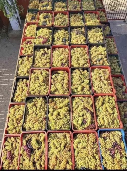 Vand struguri de vin cu transport la domiciliu gratuit