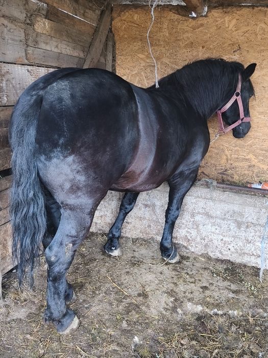 Vând iapa de 7 ani gestanta