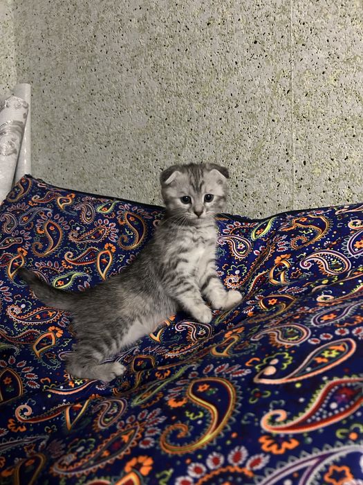 Продам вислоухого котенка