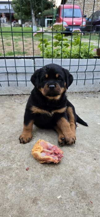 Cățelușa rottweiler cu pedigree