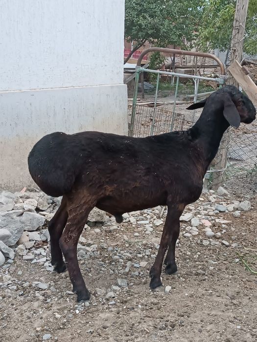 Семіз қойлар тоқтылар