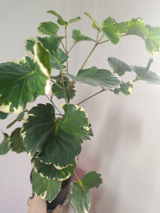 продаются расстения из коллекции комнатных растений, цена среза от 500