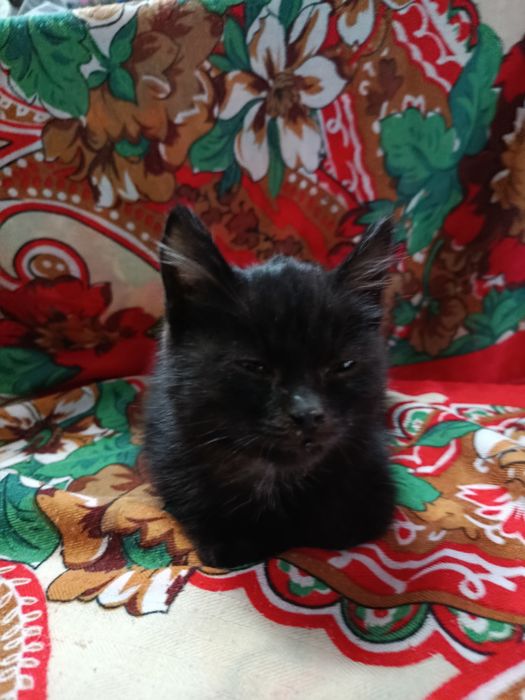 Кошечка, девочка 2 месяца, кушает сама, ходит в лоток, очень ласковая