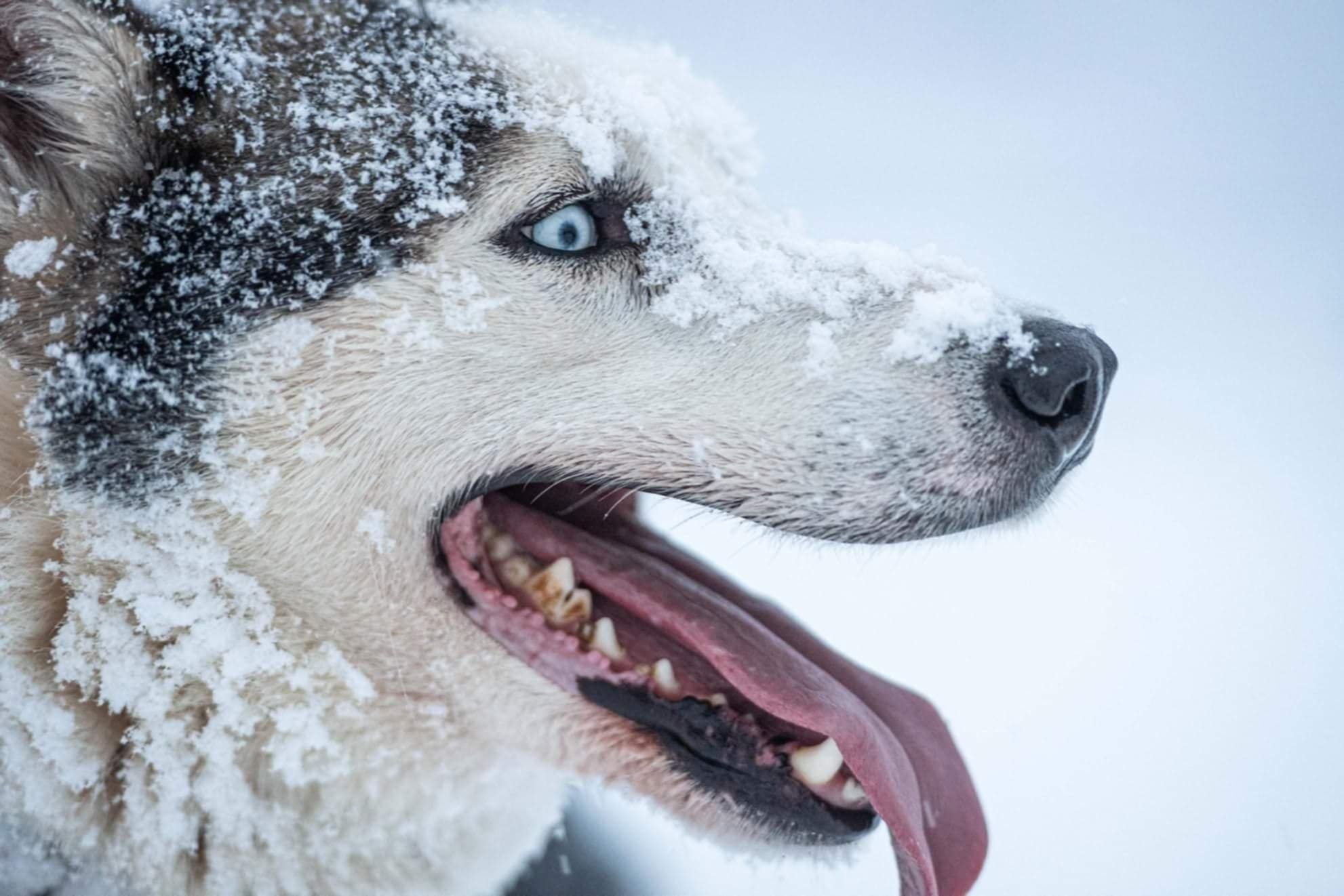 Super oferta Husky Siberian, la un pret modest