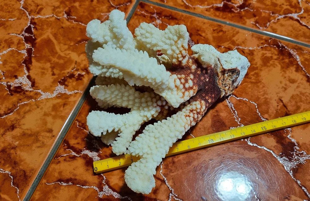 Scoici pentru colectie