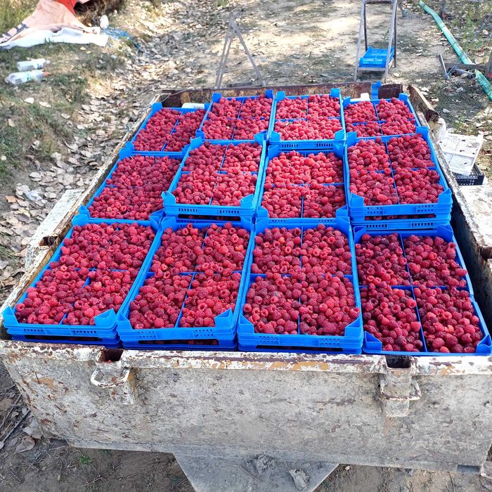 Продавам Разсад Малини Корени