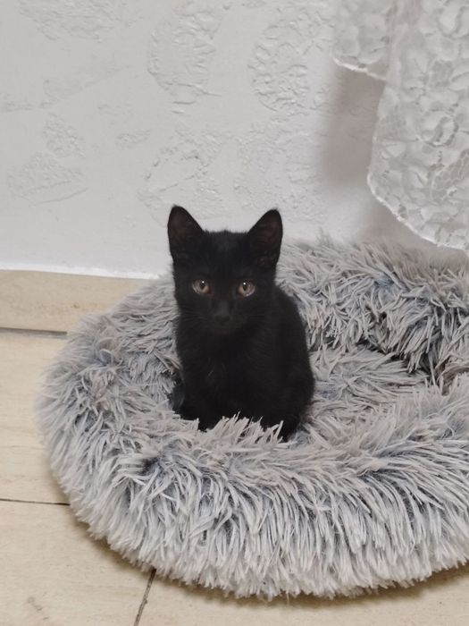 Отдам котят в хорошие добрые руки, очень игривые