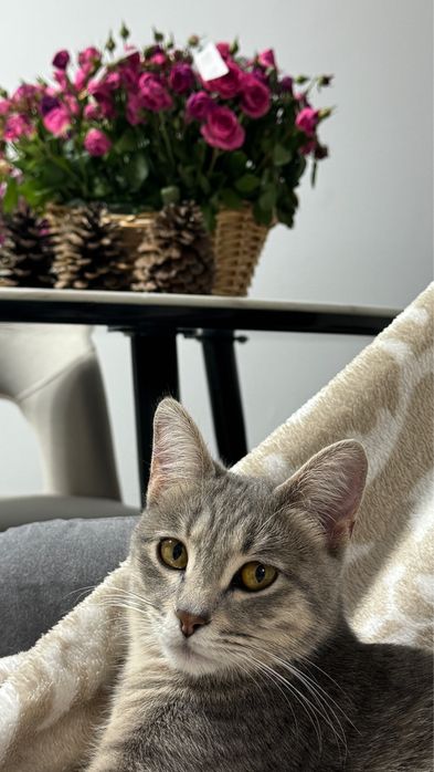 Домашняя кошка. Отдам в хорошие, заюотливые руки.