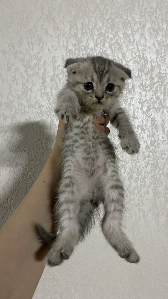 Scottish fold arzon narxlada