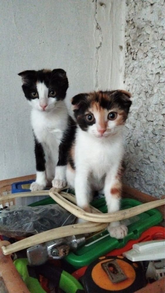 В добрые руки котята