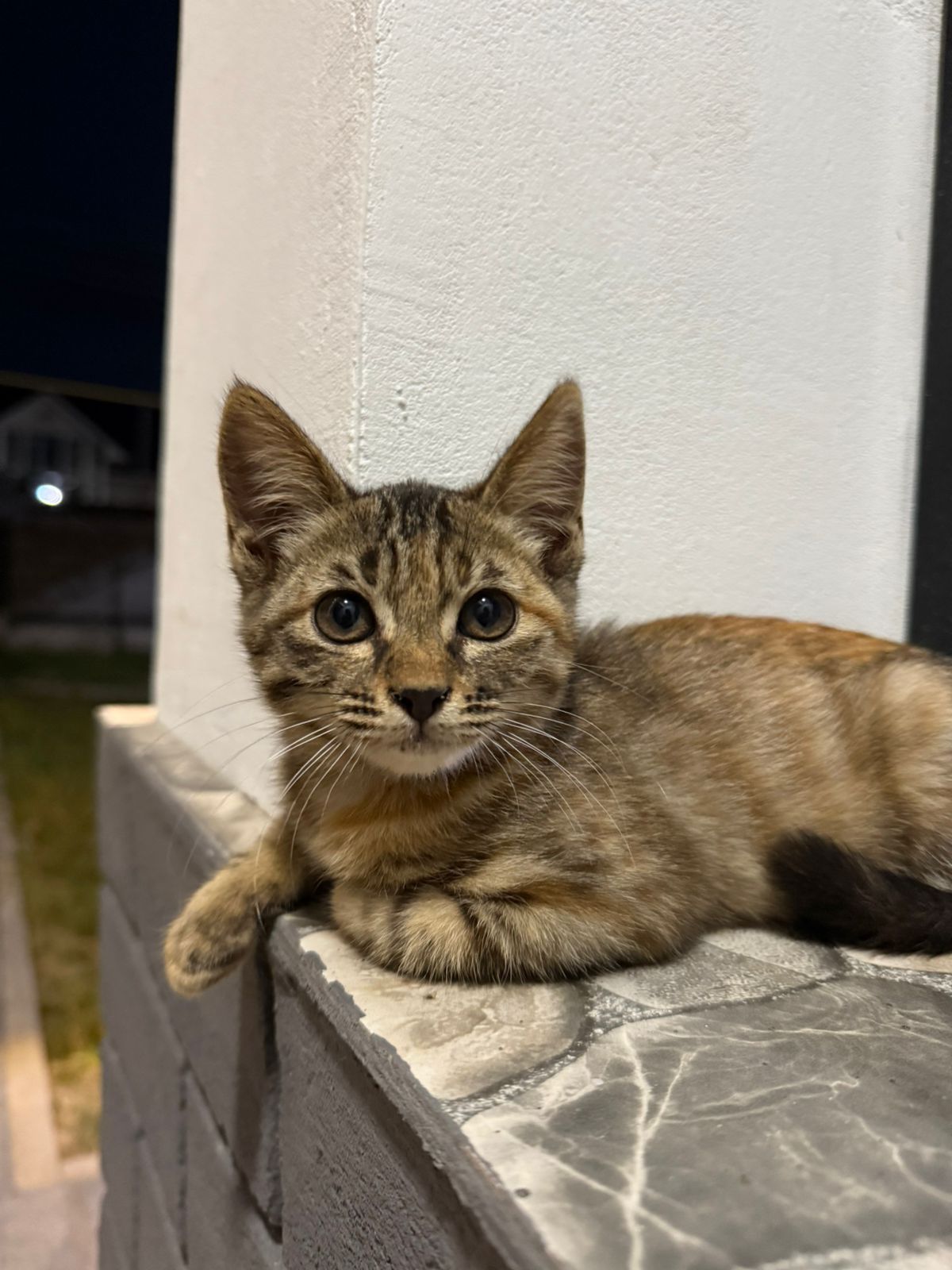 Котенок в добрые любящие руки