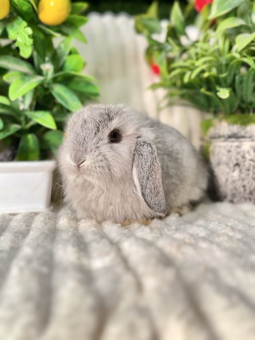 QUYON KARLIK . Кролик Карликовый