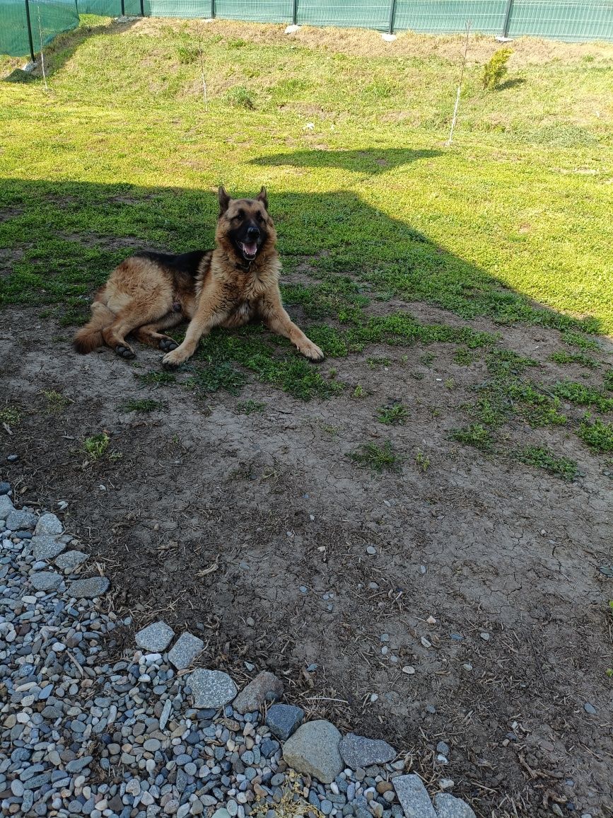 Donez câine ciobănesc