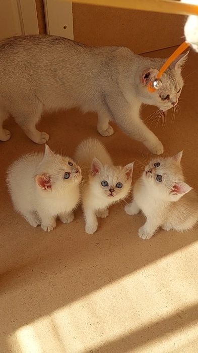 Британские шиншилла зоти тоза 1.5 ойлик лоток б.и житкис ва сухой. кор