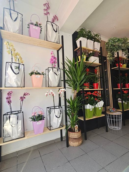 Vand afacere la cheie locație Cavnic, jud. MM