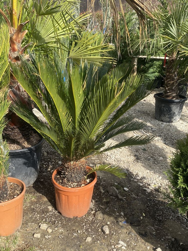 Palmieri cycas pt exterior/interior