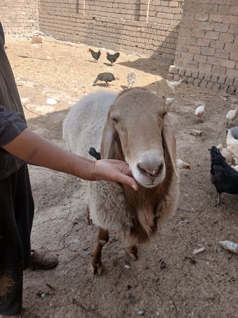 Qochqor Arashan 6 tish