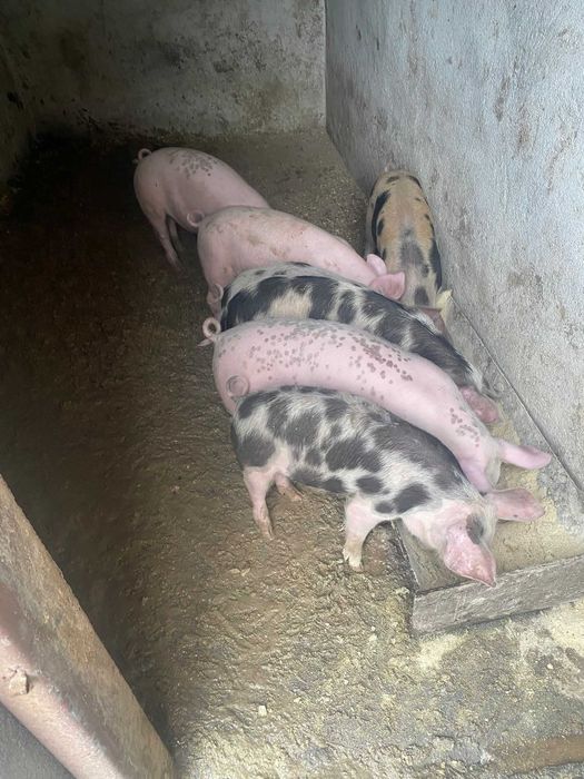 Малки прасенца по 20-25кг .Гълъбово обл Ст.Загора