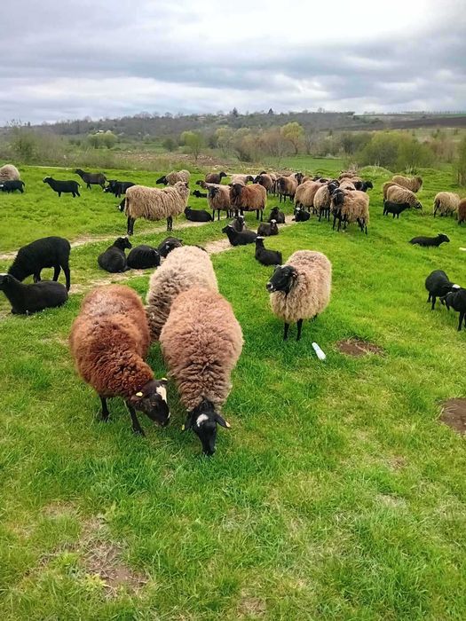Продавам романовски овце