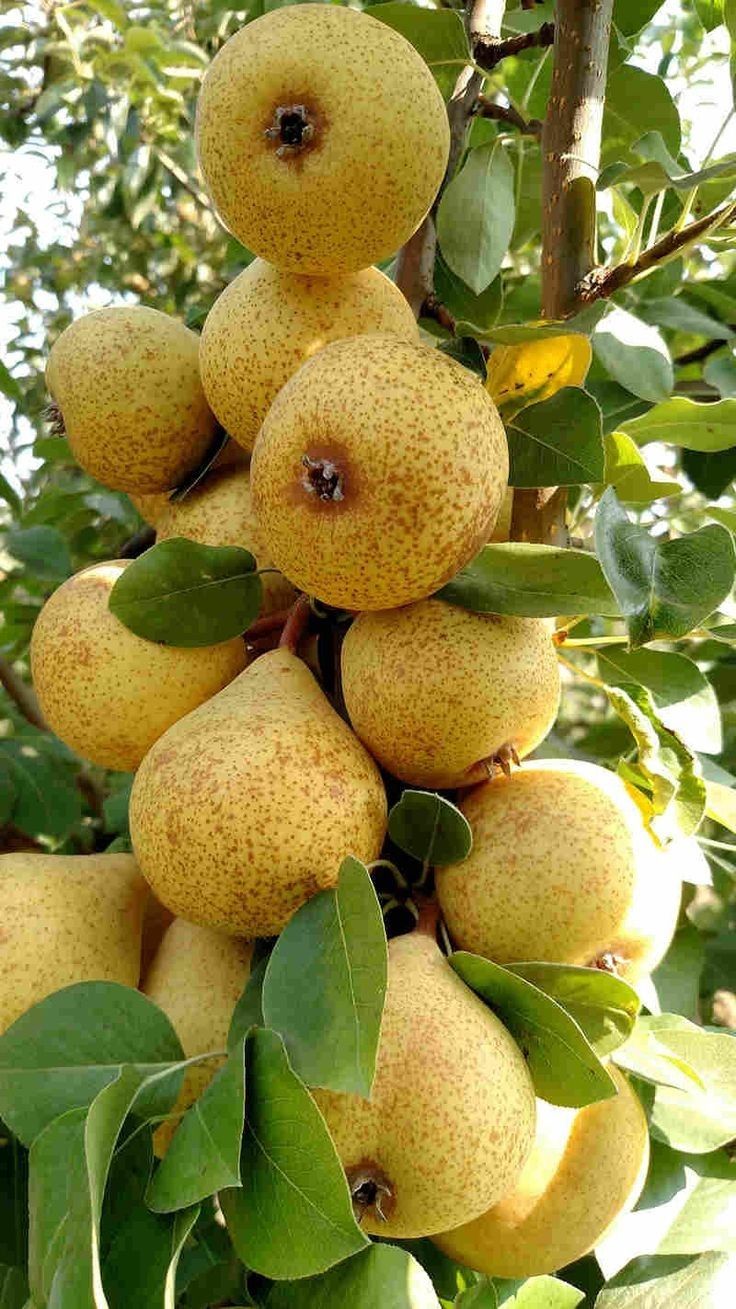 Pomi Pitici Dwarf ( Păr )