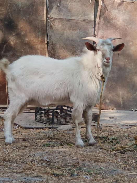 Oppoq taka ,zottor ,dalada osgan