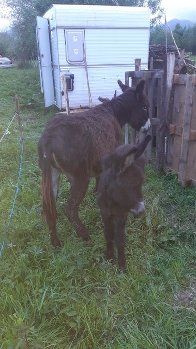 Lapte de măgăriță