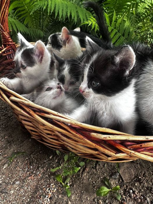 продаю котят в хорошие руки !