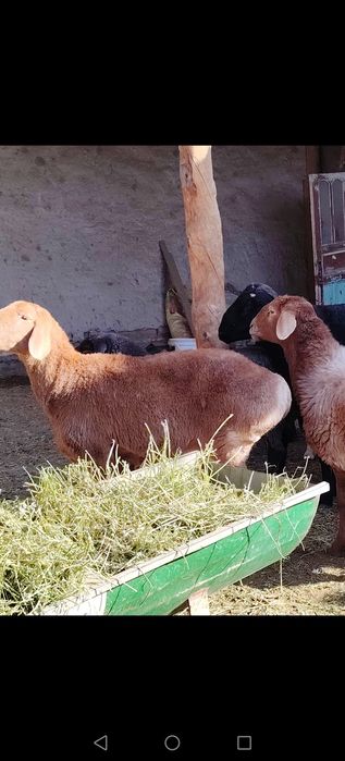 Arashan paroda moda barra sotiladi. Ikizni biri. Bug'ozligi 50/50