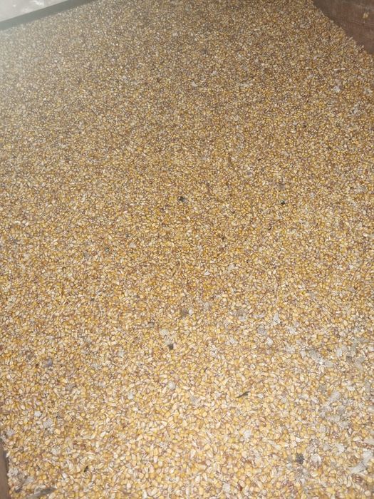 Porumb boabe sau stiulete 1 leu kg sau 1,2 boabe