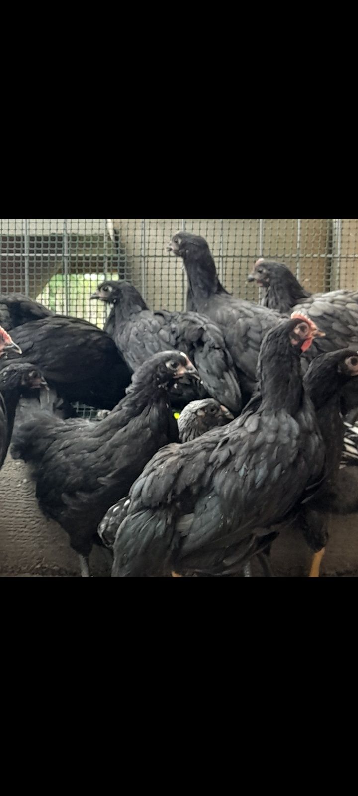 Vând puicute  si cocosei din rasa Australorp Negru talie mare