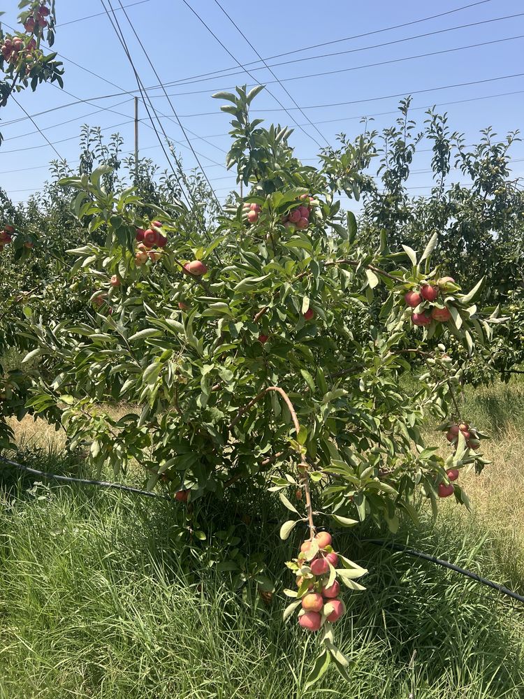 Сайрам алма баудын басынан