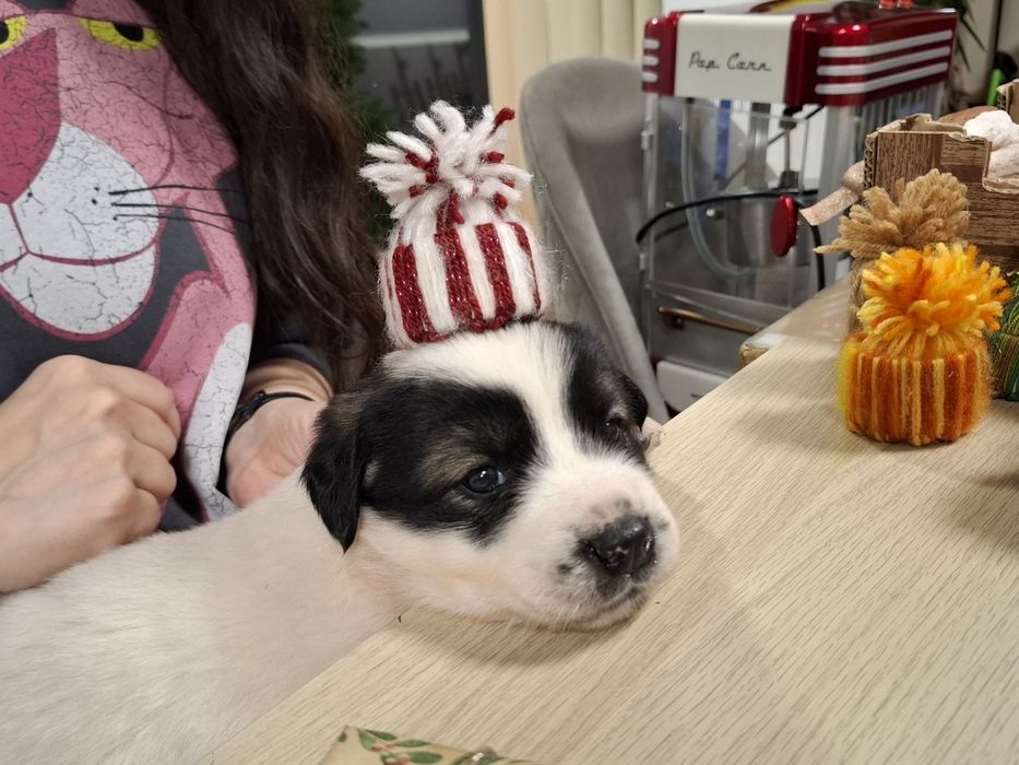 Catelusi puiuti, blanosi, pufosi si jucausi