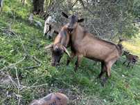 Alpin francez tap 7-8 luni