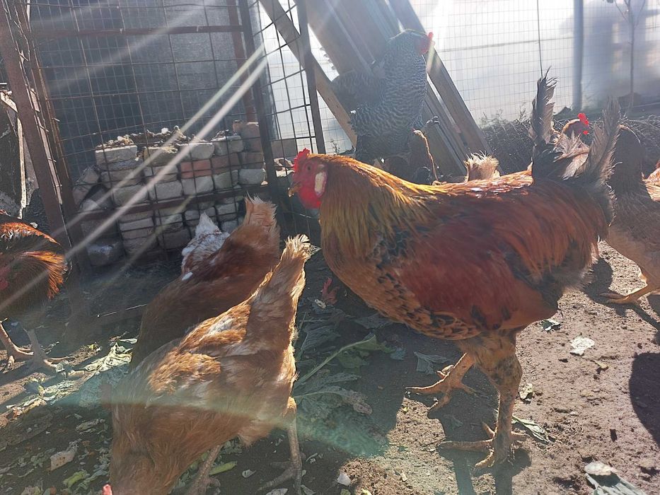 Петли млади 7 месеца