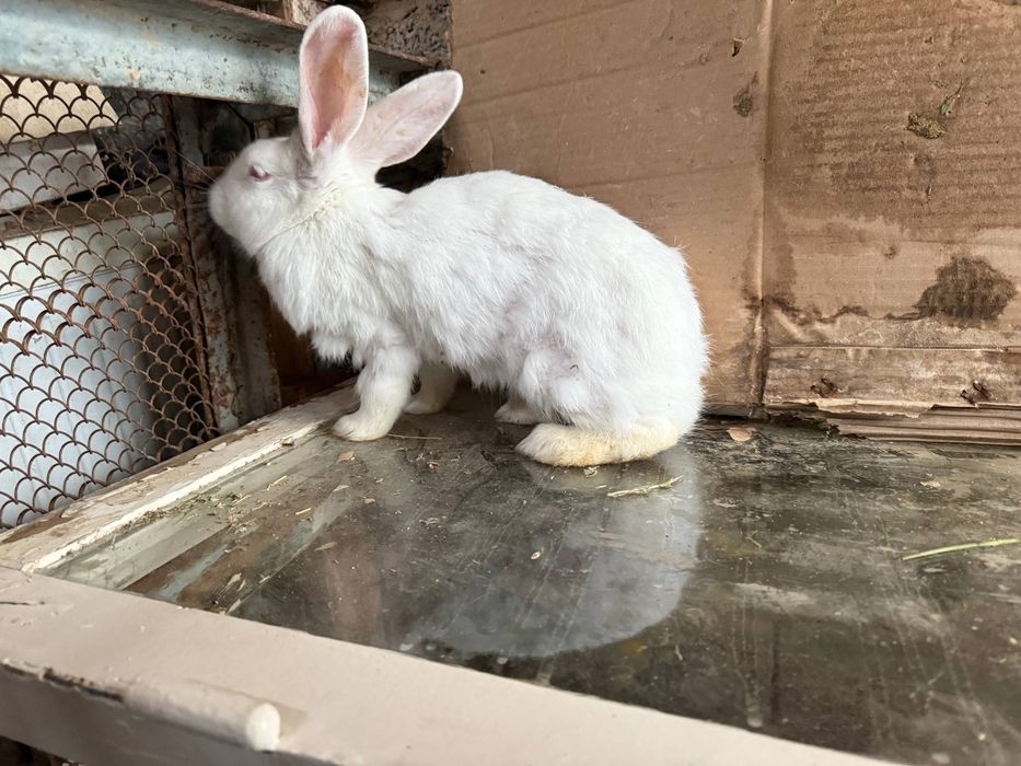 Samka quyon sotiladi