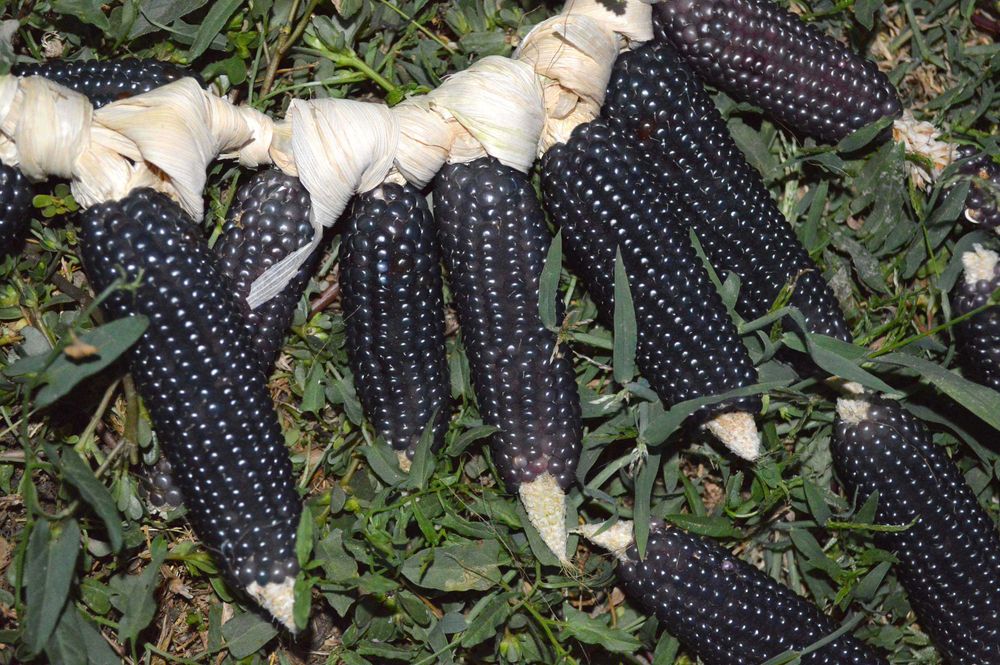 царевица черна за пуканки - семена