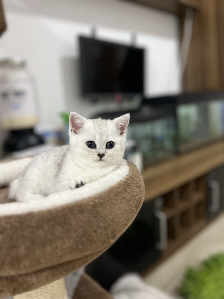 Fetita British Shorthair