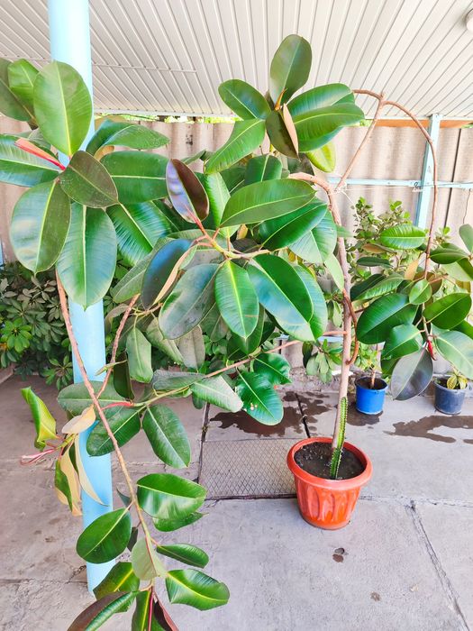 Fikus guli uyda oʻstirilgan