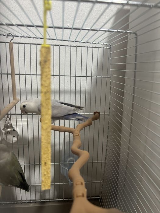 Vind 2 papagali tot cu colivie la un super pret