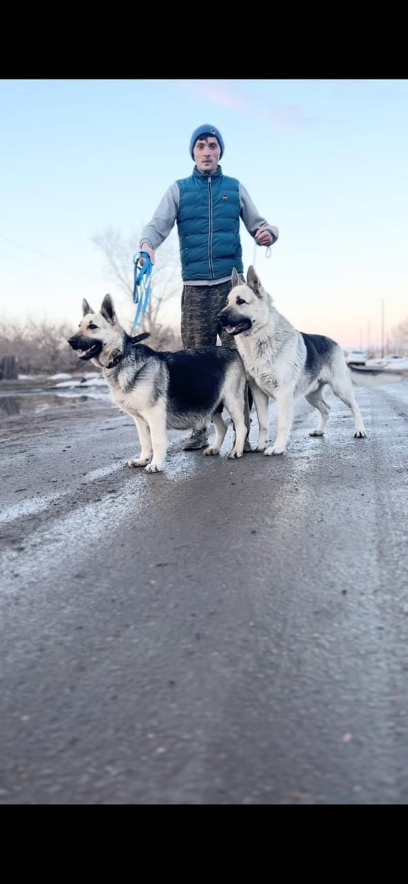 Высокопородные щенки ВЕО с документами СКК из питомника