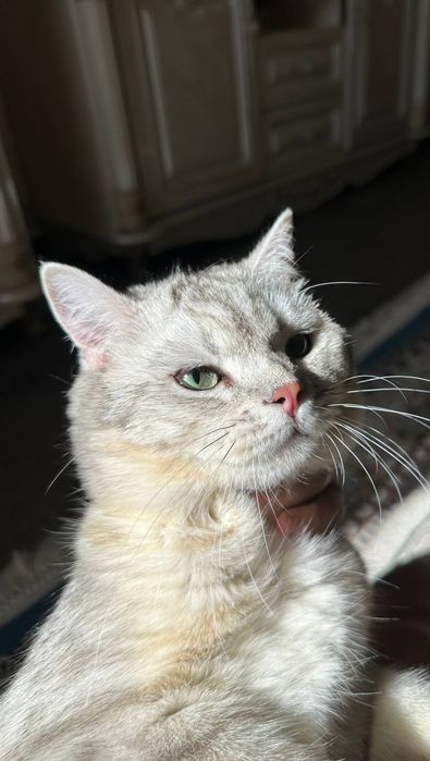 Британский серебристый шиншилла